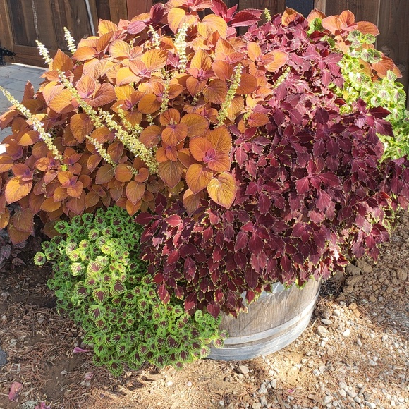 Love flowers - Picture 1 of 1